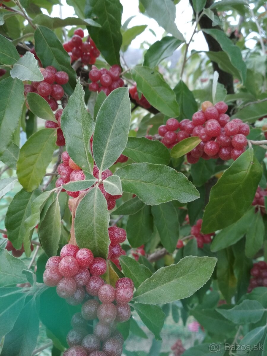 Hlošina okolikatá  /Elaeagnus umbellata/