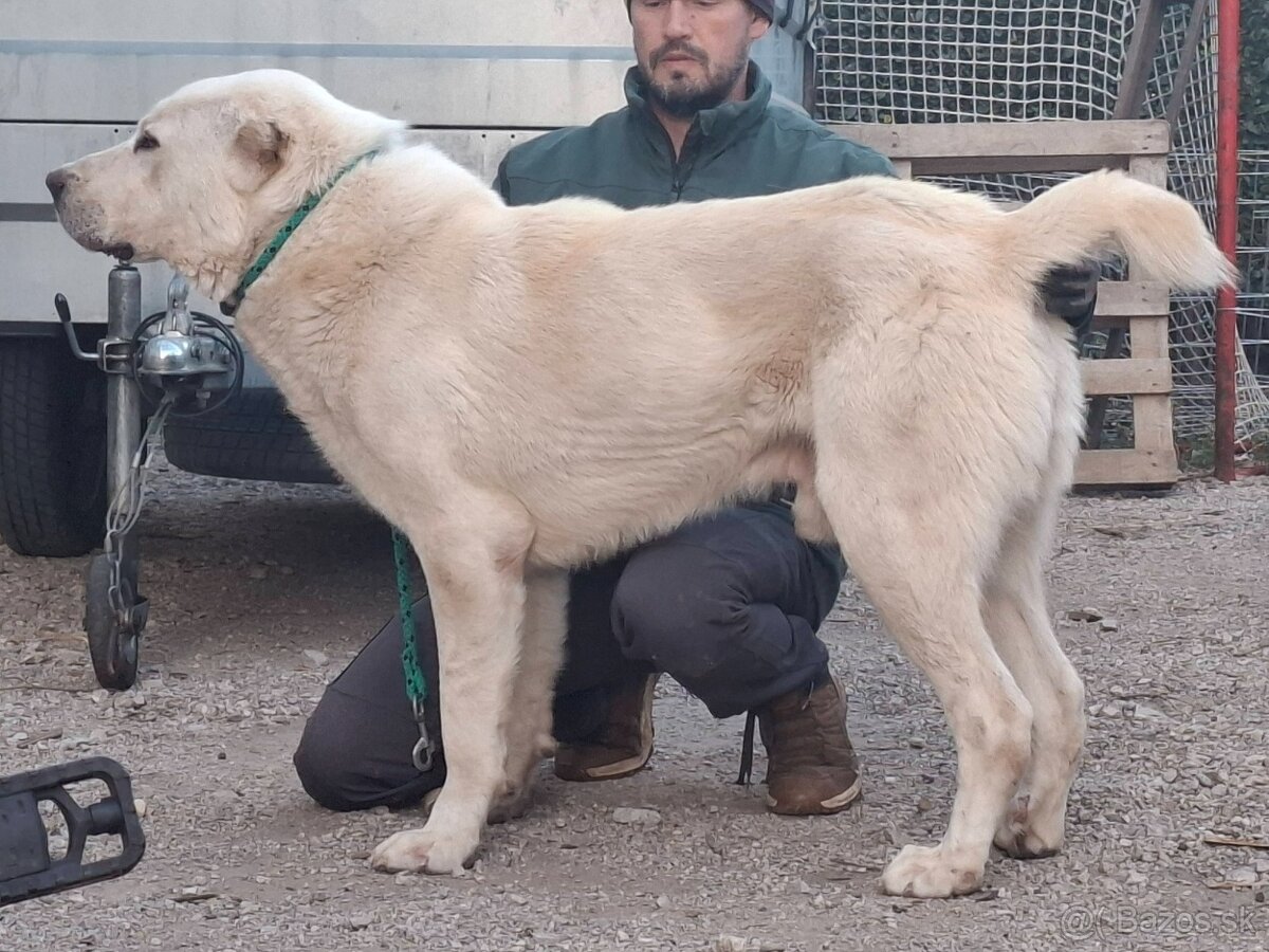 Stredoázijský ovčiak