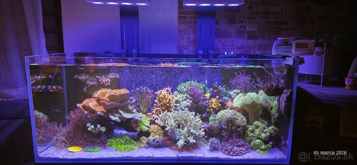 Morske akvarium dohodou