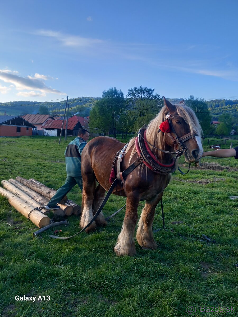 Všestrany valach
