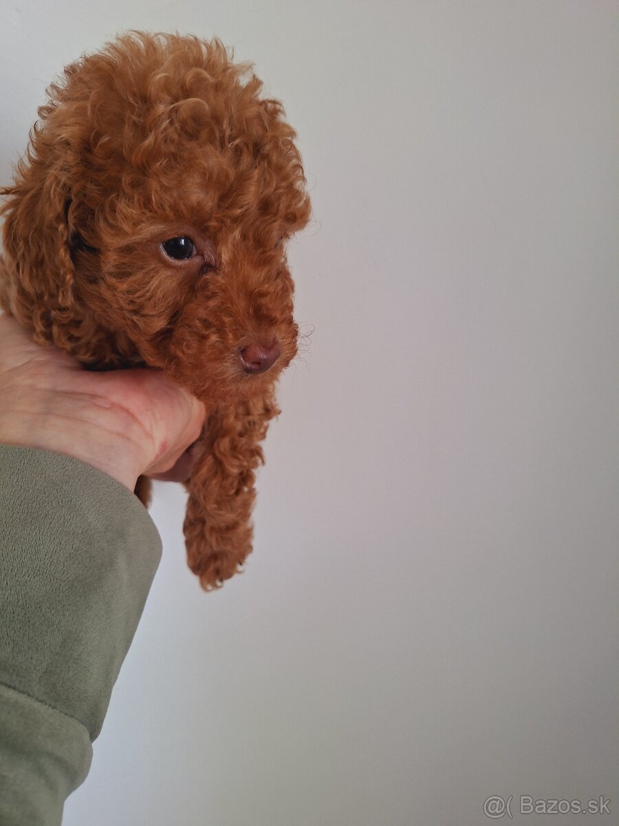 Pudel