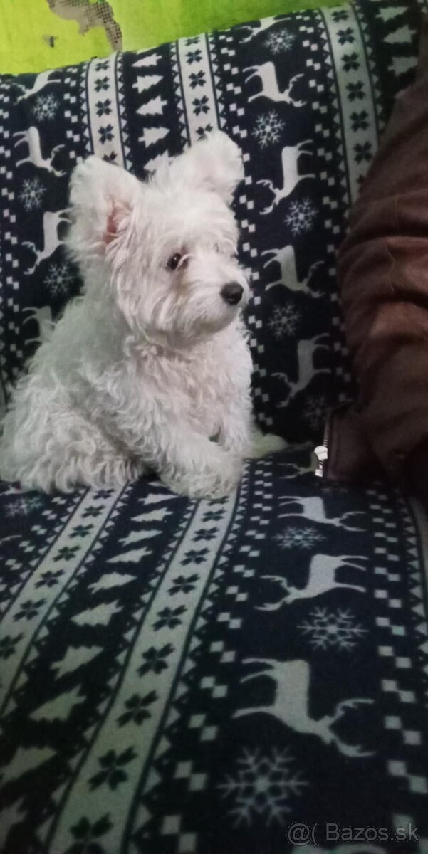 Mini maltezak
