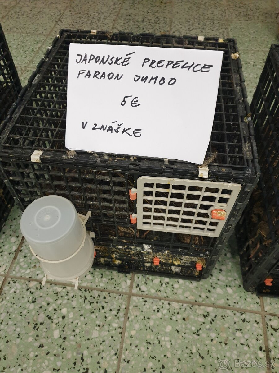 Japonské prepelice faraon NR, NZ, LV