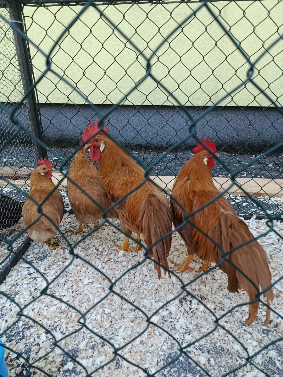 Predám vlaśka žltá zdrobnena