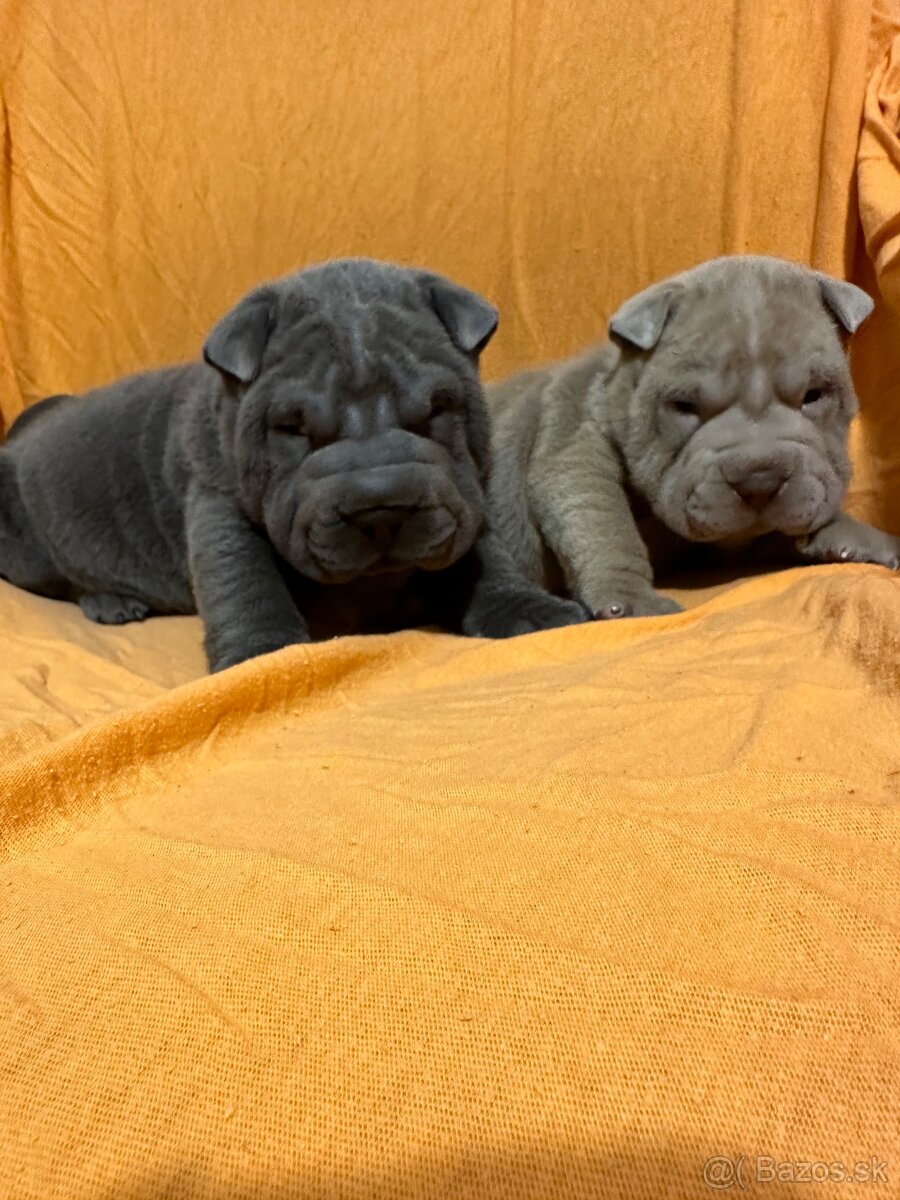 Sharpej, Sharpei, sharpei