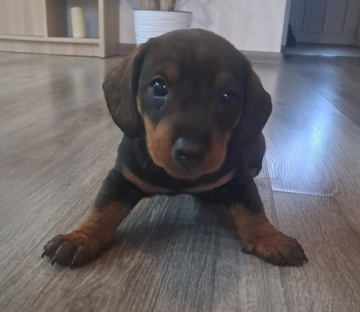 Predám šteniatka jazvečík.