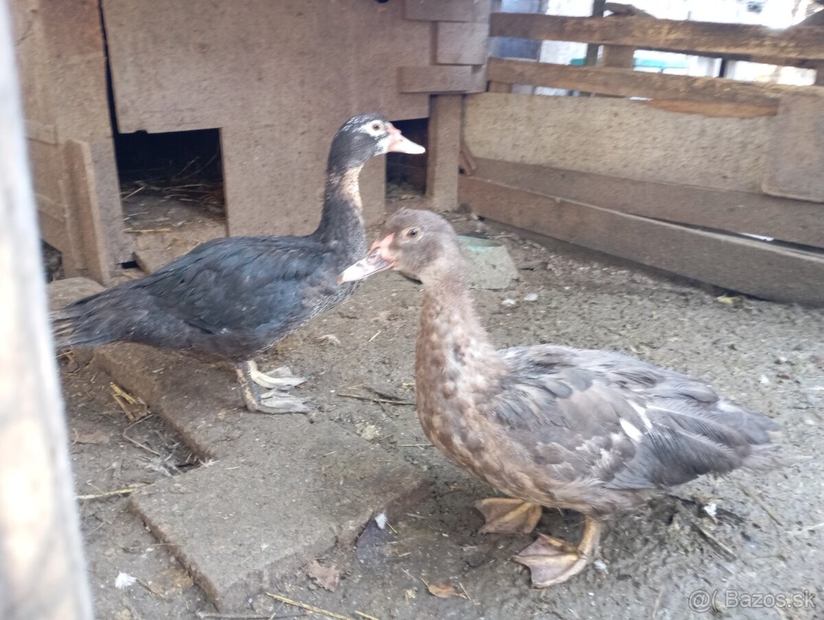 Pižmove kacice a kačery