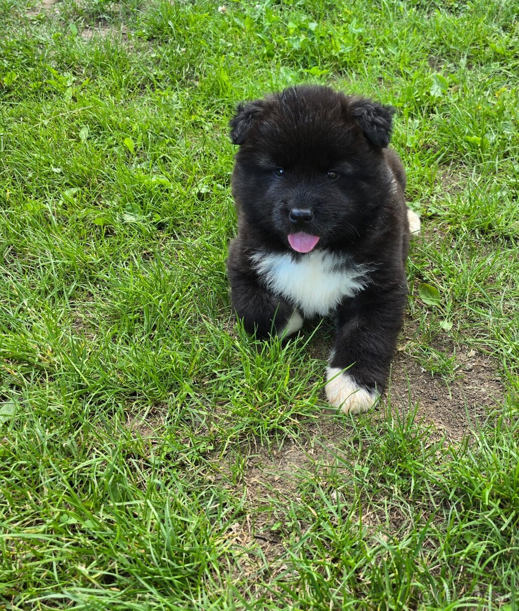 Šteniatka Americká akita