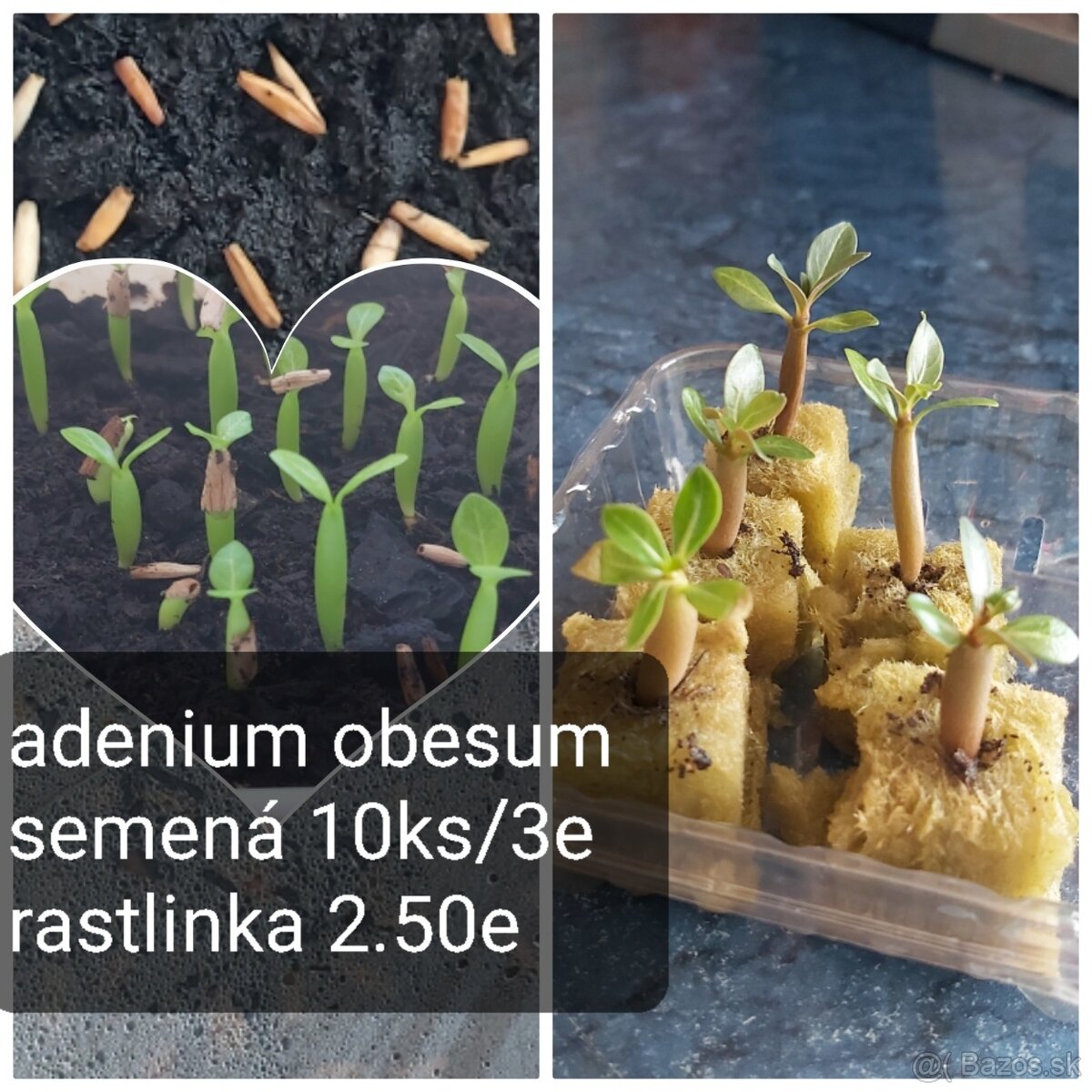 Adenium obesum