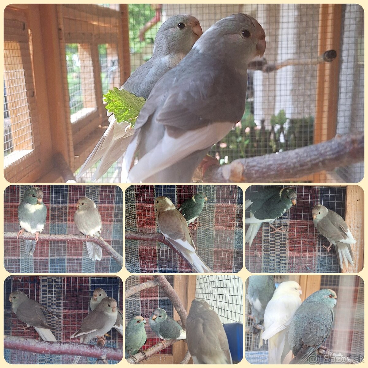 Kakariky