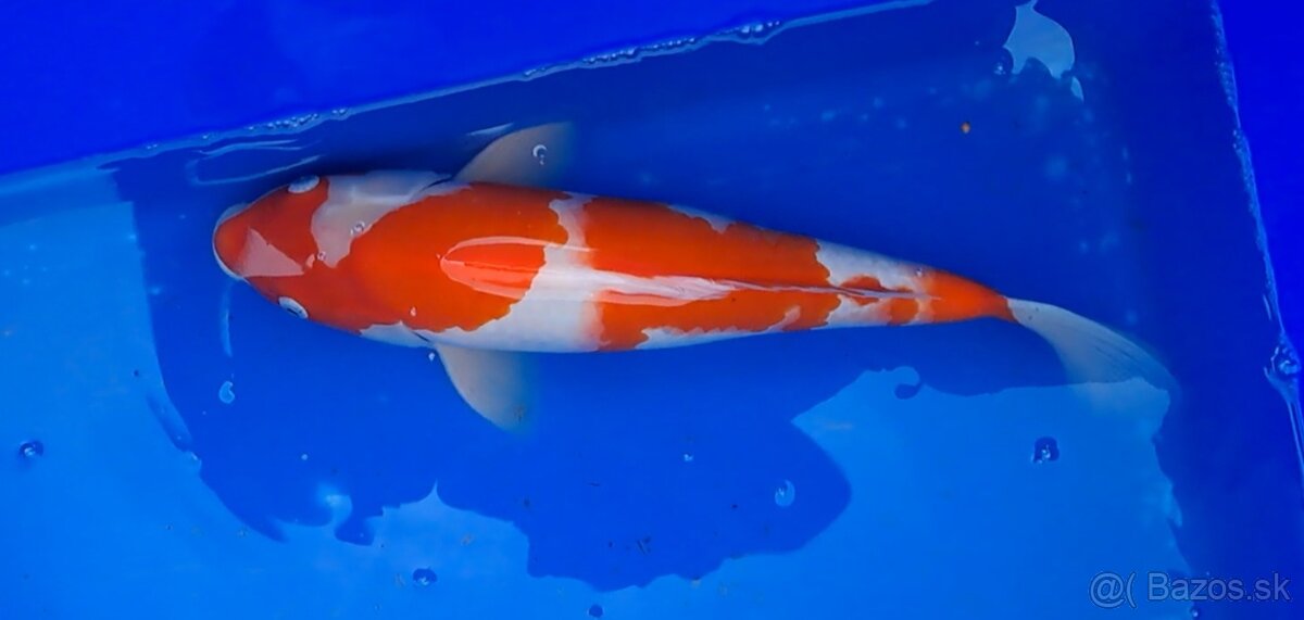 Koi Kapre