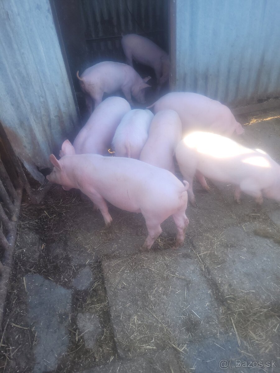 Prasata