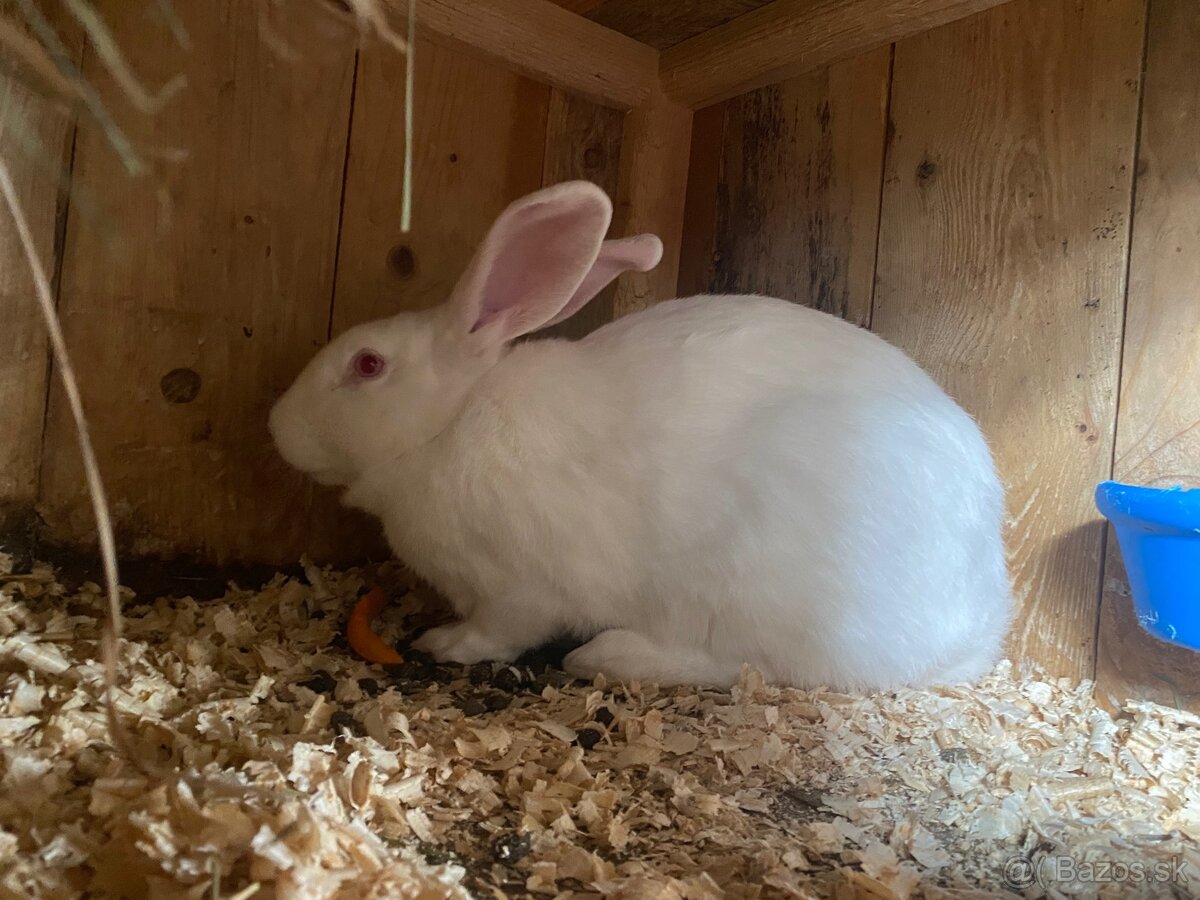 Hyla pripustená Dalmatinským rexom ČŽ