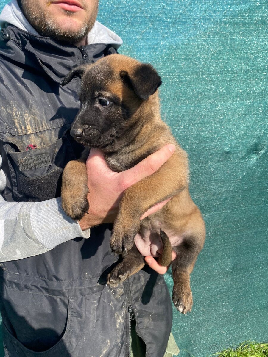 Belgický ovčiak, Cross , Nemecký ovčiak