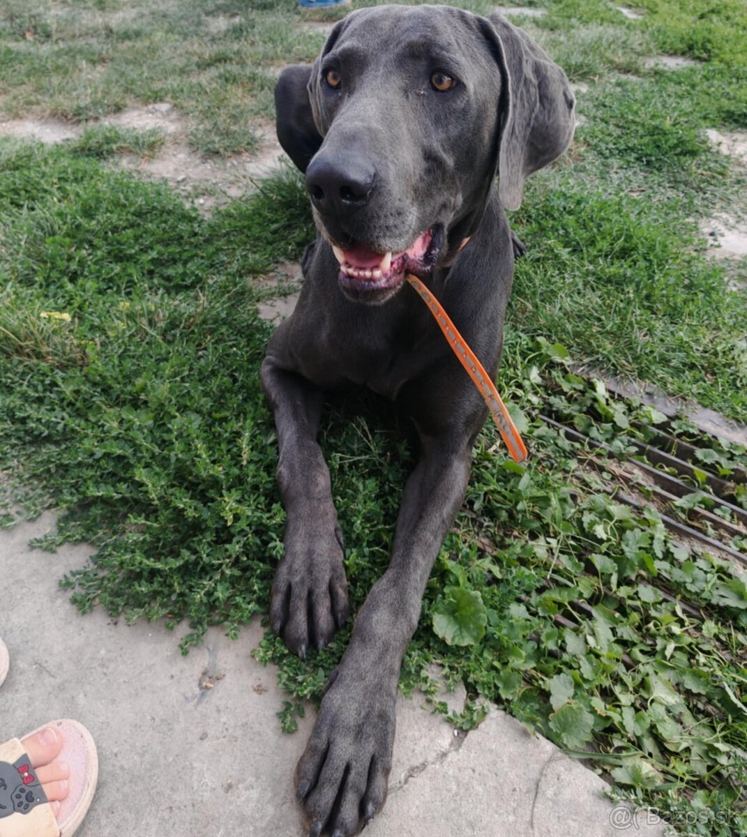 Darujem do dobrých rúk