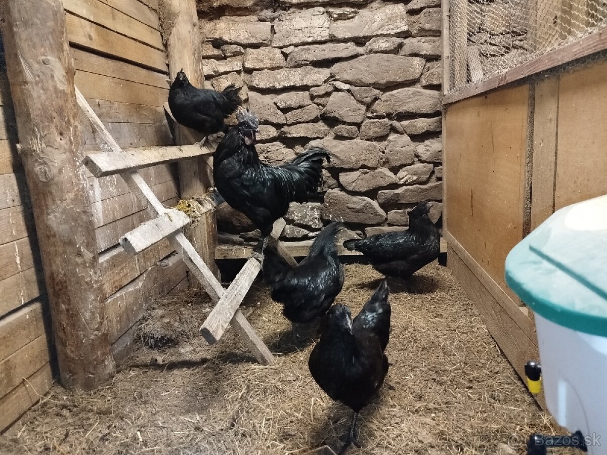 Ayam cemani kuriatka