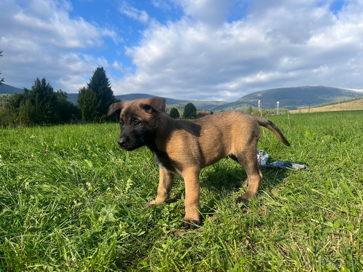 Belgický ovčiak-Malinois