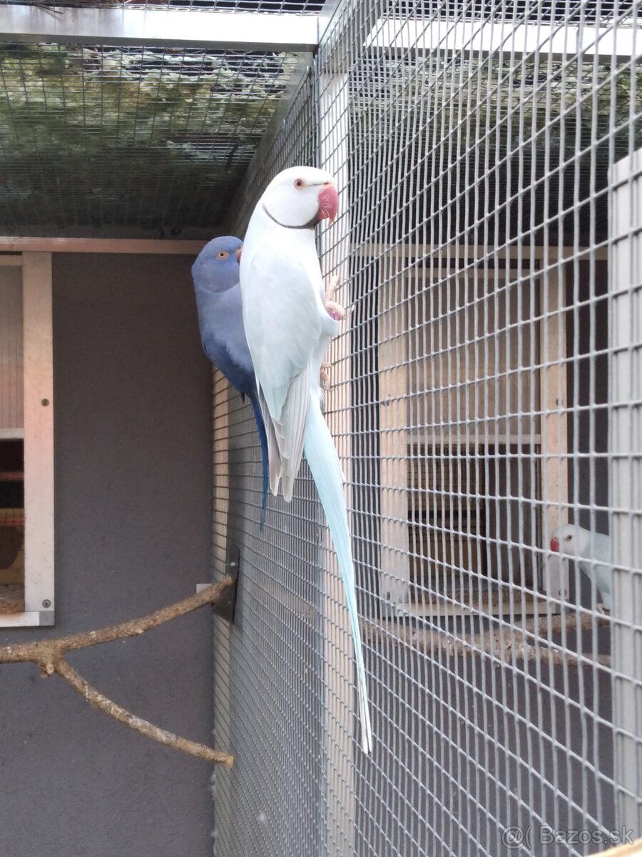 Alexander Malý s DNA