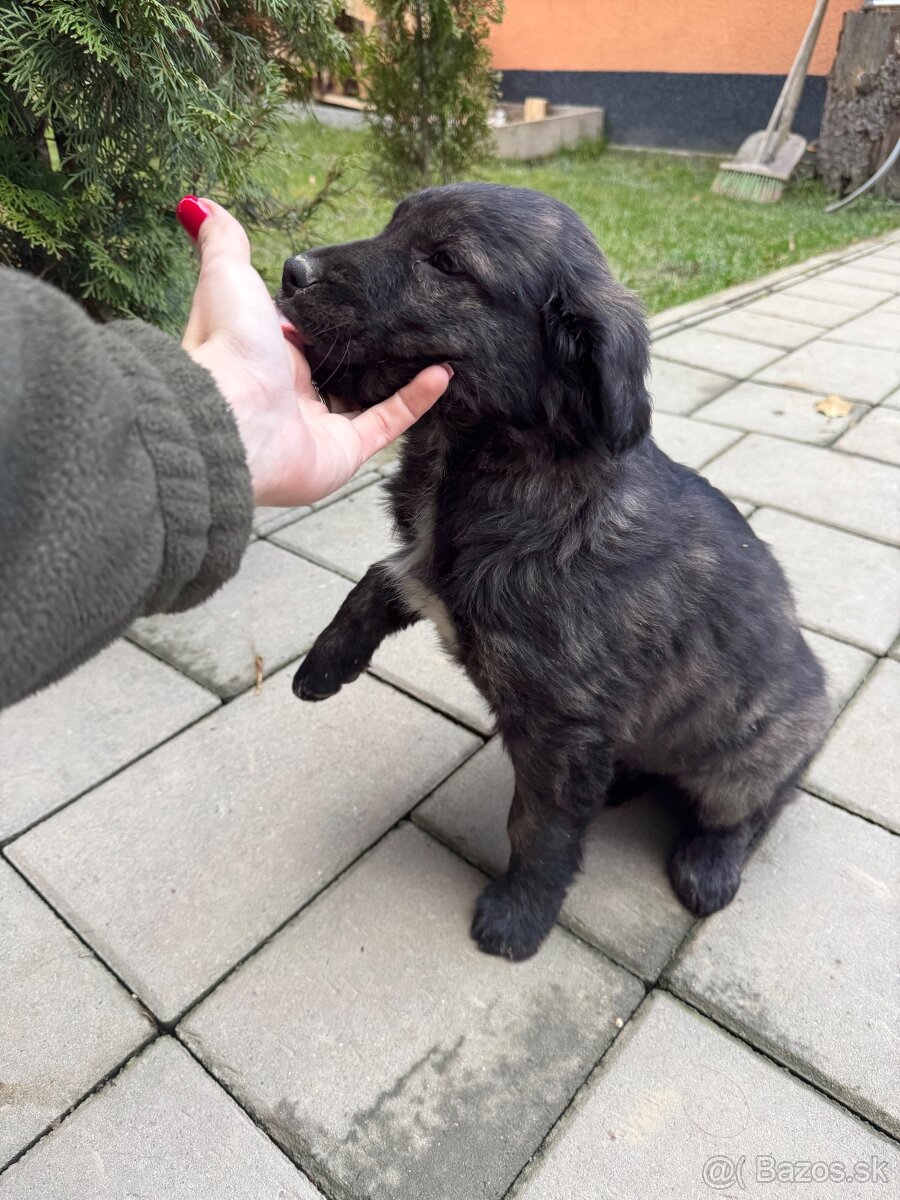 Darujem - šteniatko