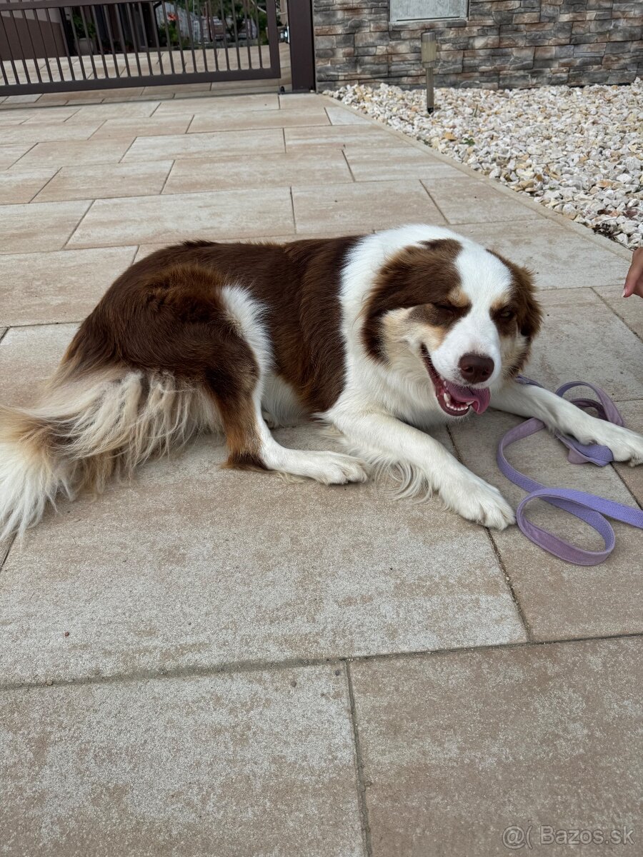 Border kólia hnedobiela fenka