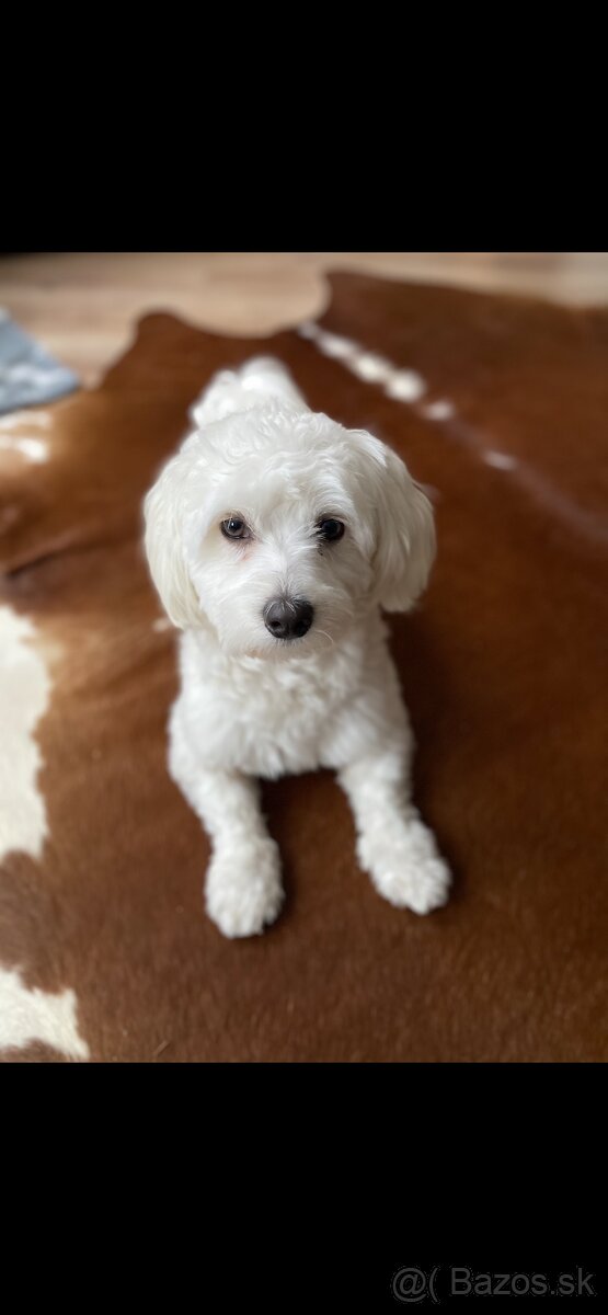 darujem maltezaka psika