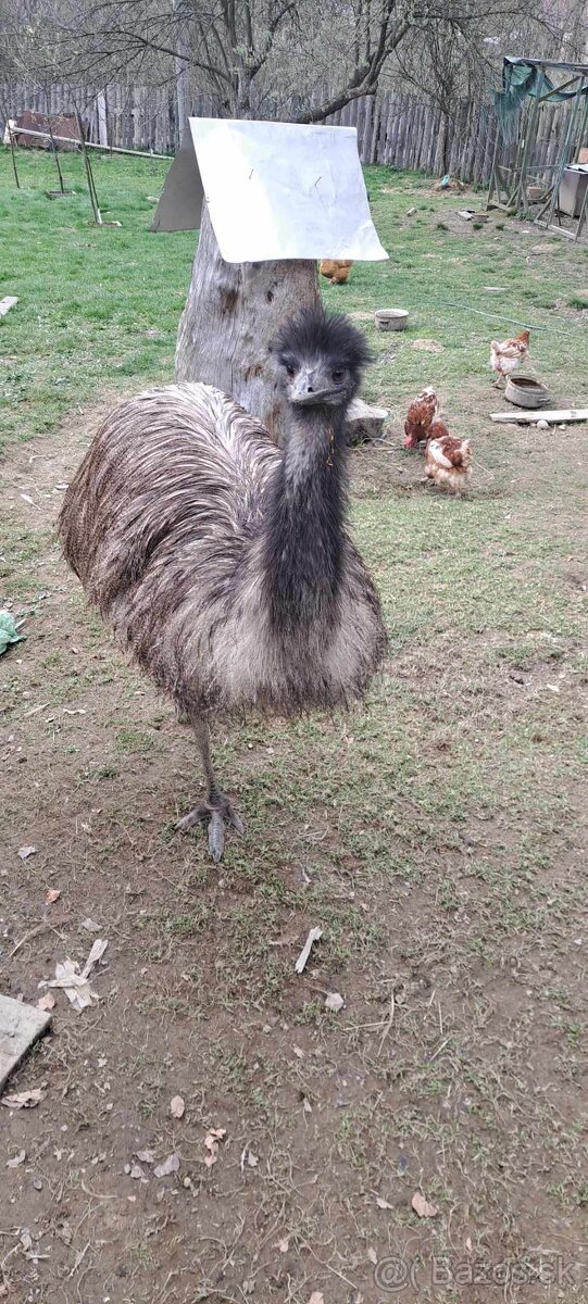 Predám pštrosa emu