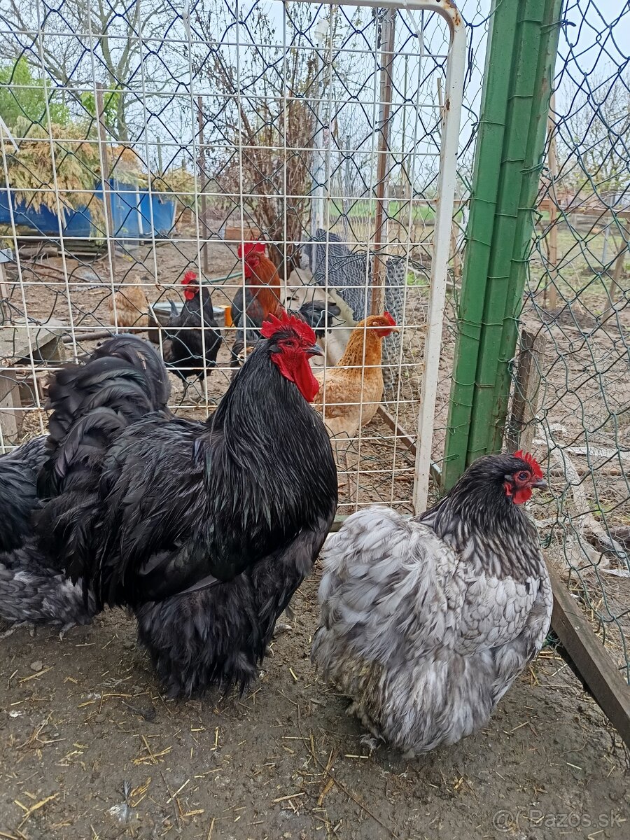 Orpington modrý a čierny