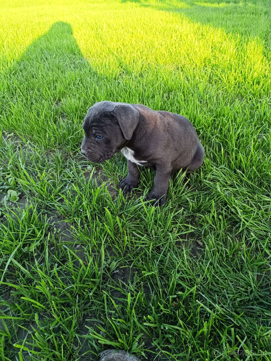Cane vorso
