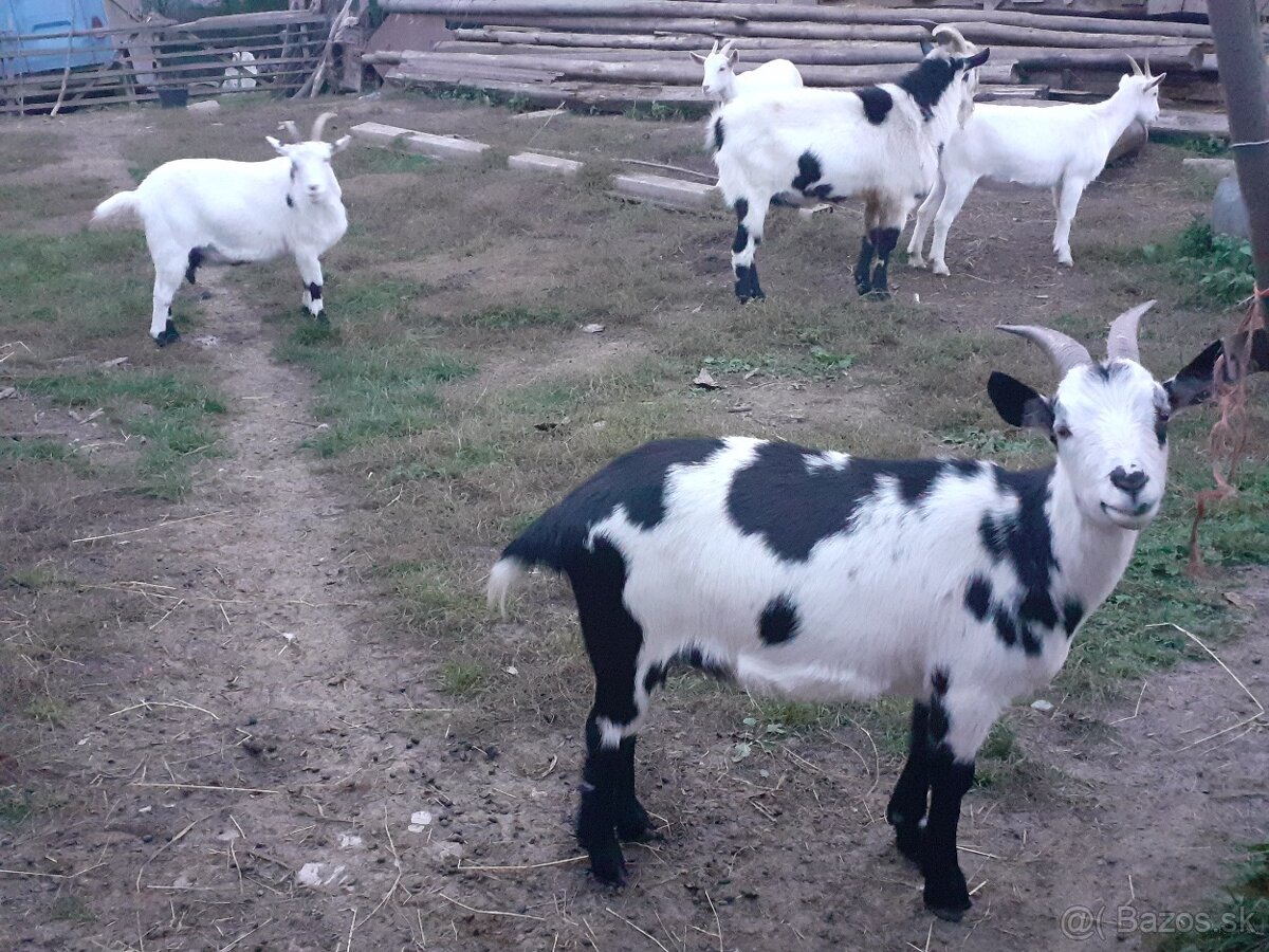 Kozičky