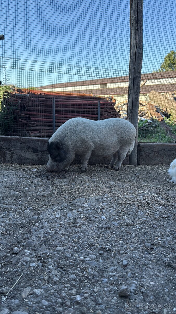 Darujem Gottingenské prasiatko (dospelé)