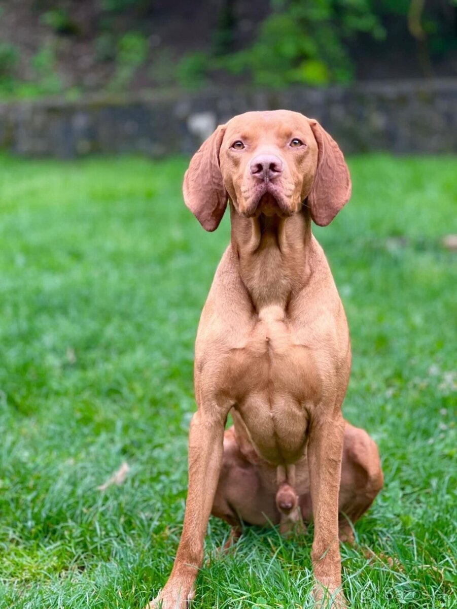 Darujem maďarskú vyžlu