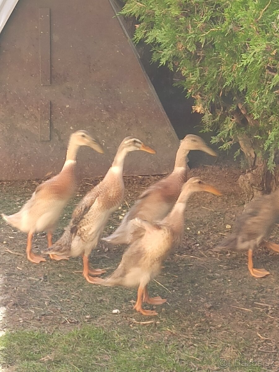 Predám indické bežce