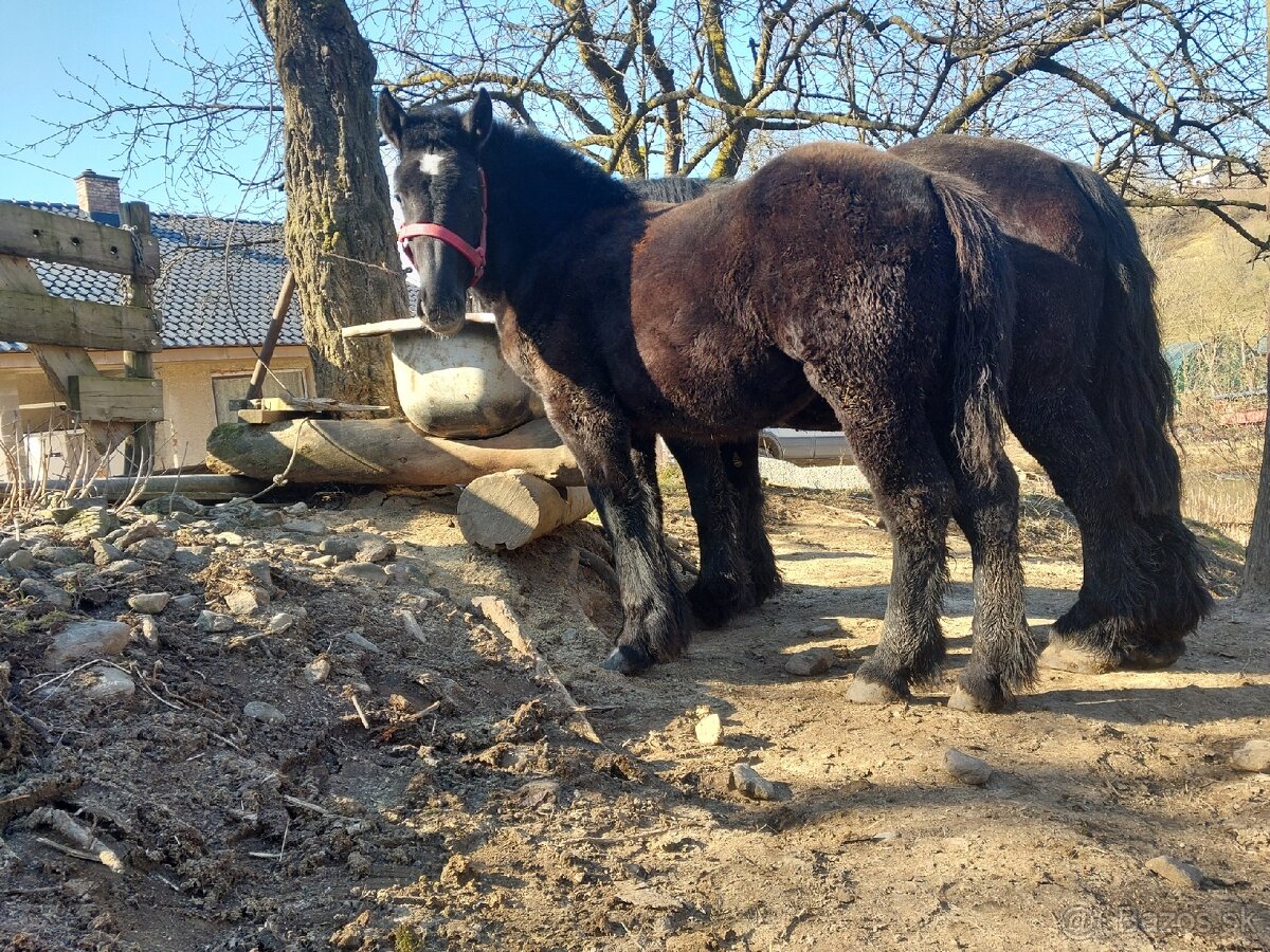 Predám 8 mesačné kobylky po ťažkých rodičoch