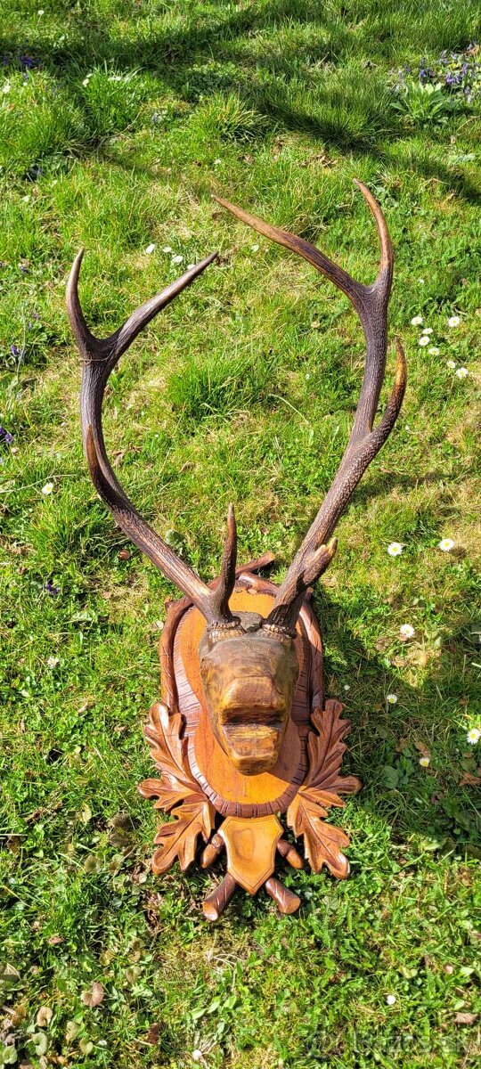 Predám poľovnícku trofej.