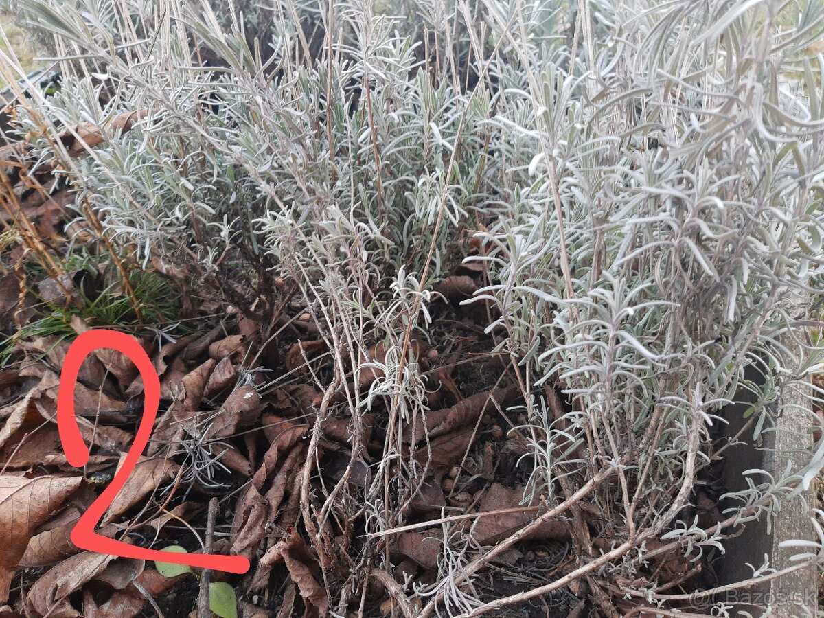Levandula