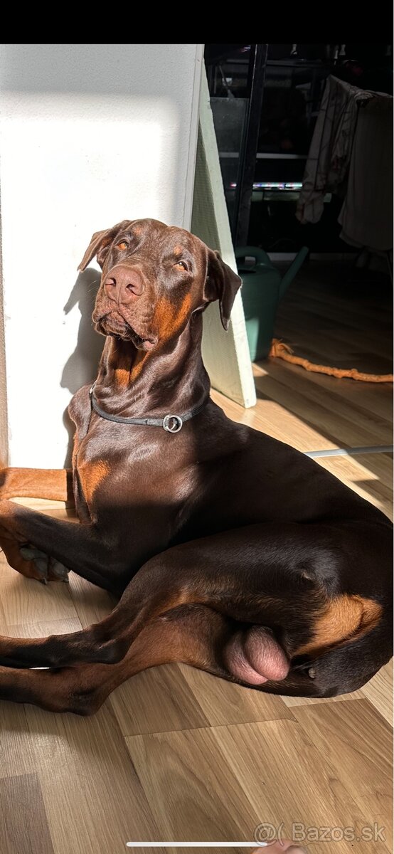Doberman krytie