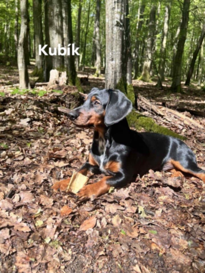Predám 8 mesačné x jazvečíka