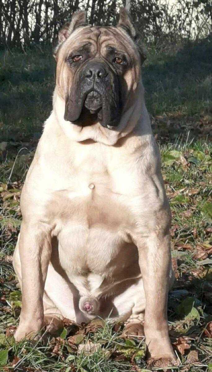 Cane Corso šteniatka