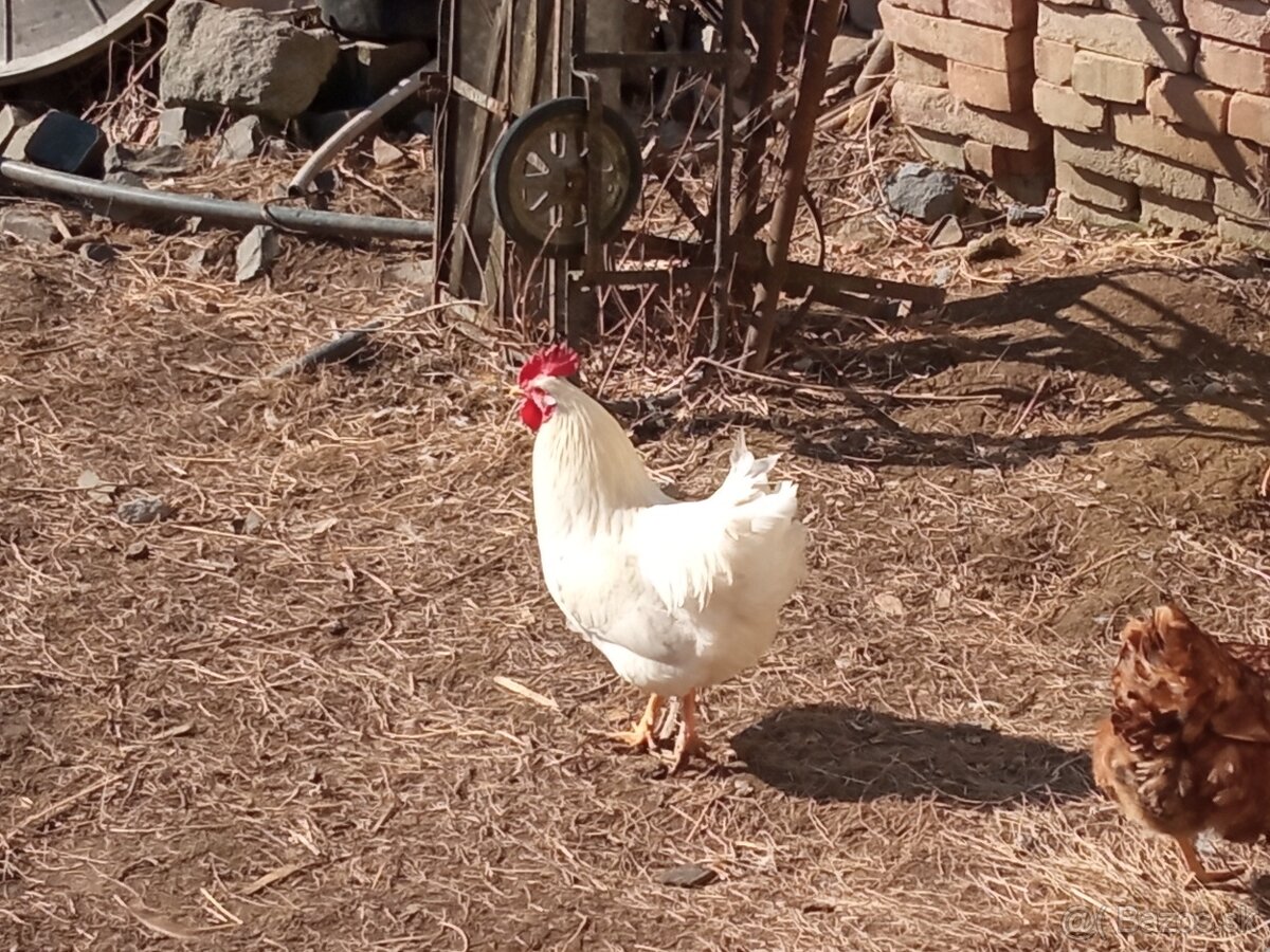 Predám krásne kohúty na zarez