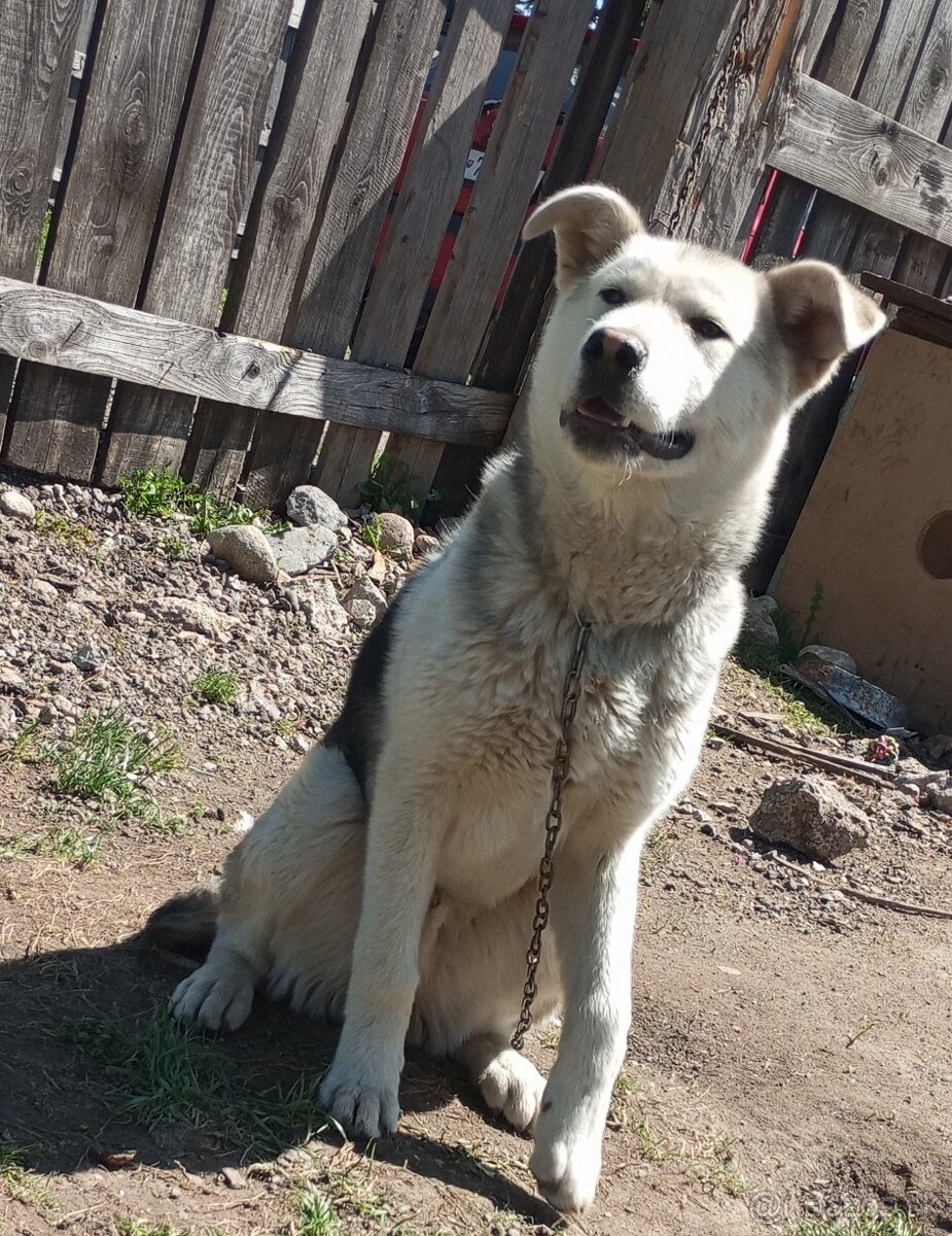 9 mesiacny pes kríženec husky