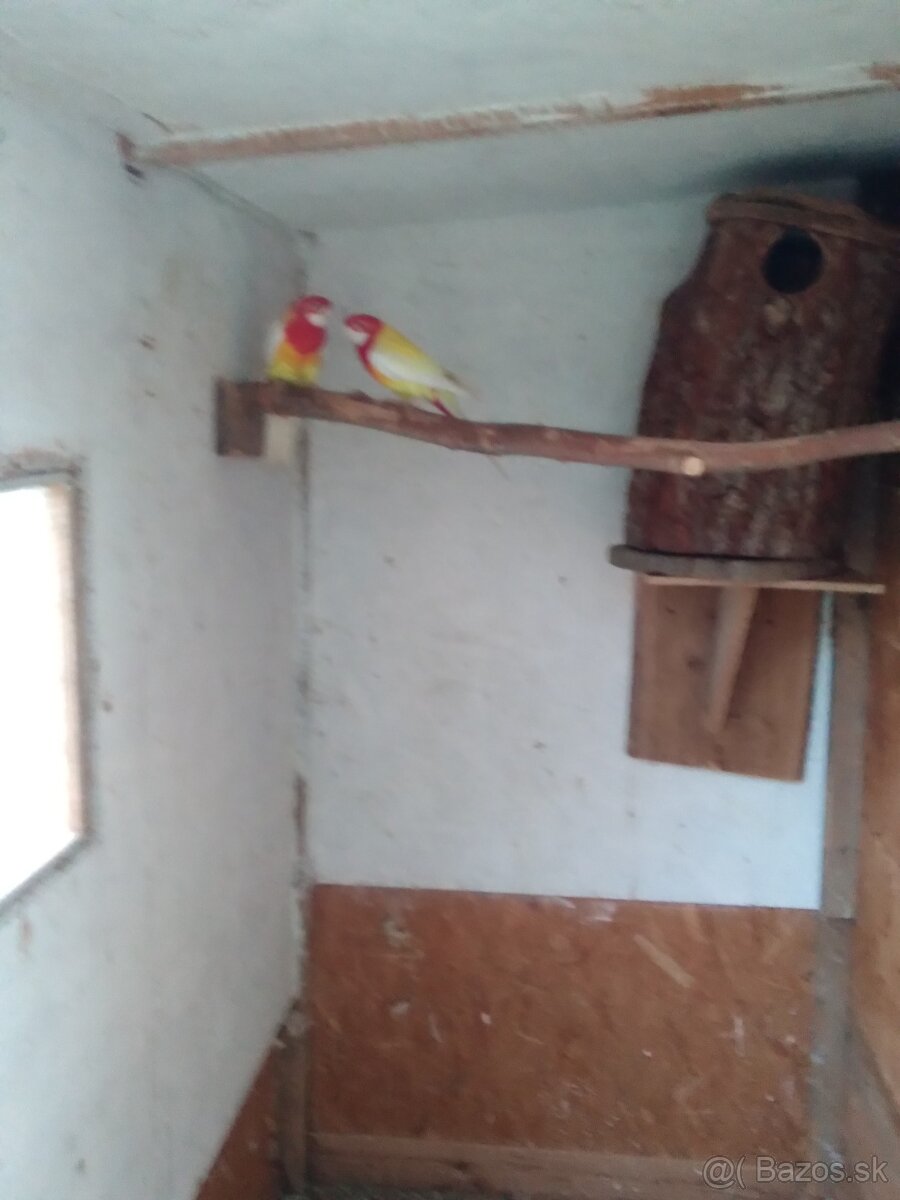 Predám