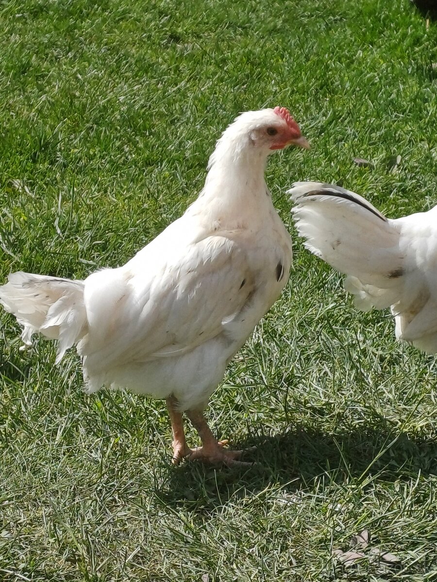 Predám kohúty