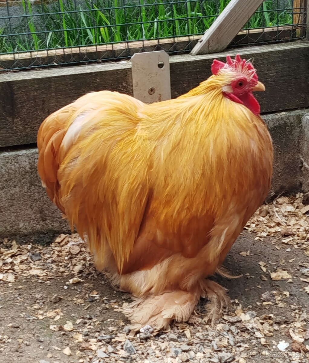 Kočinka