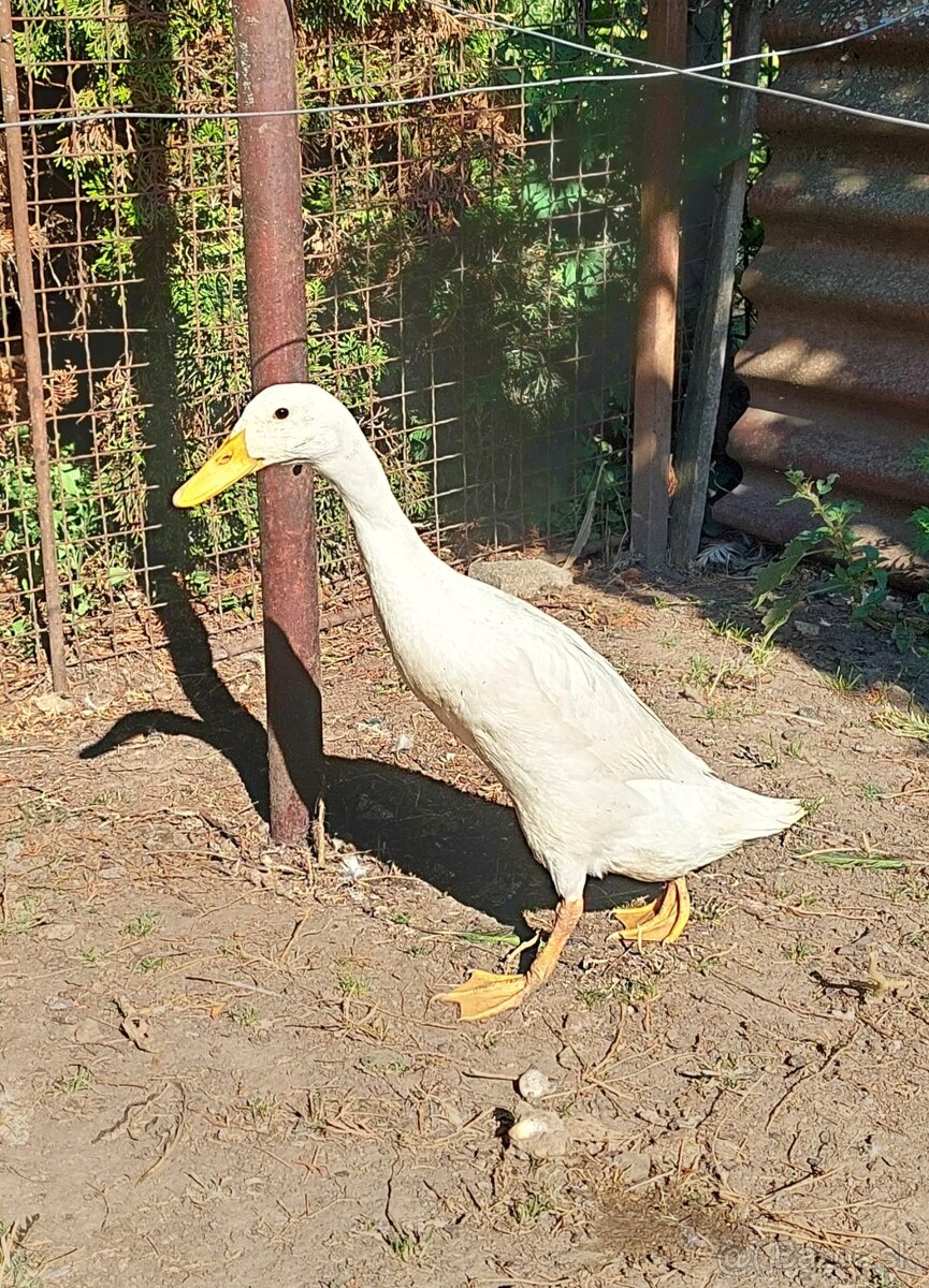 Predám