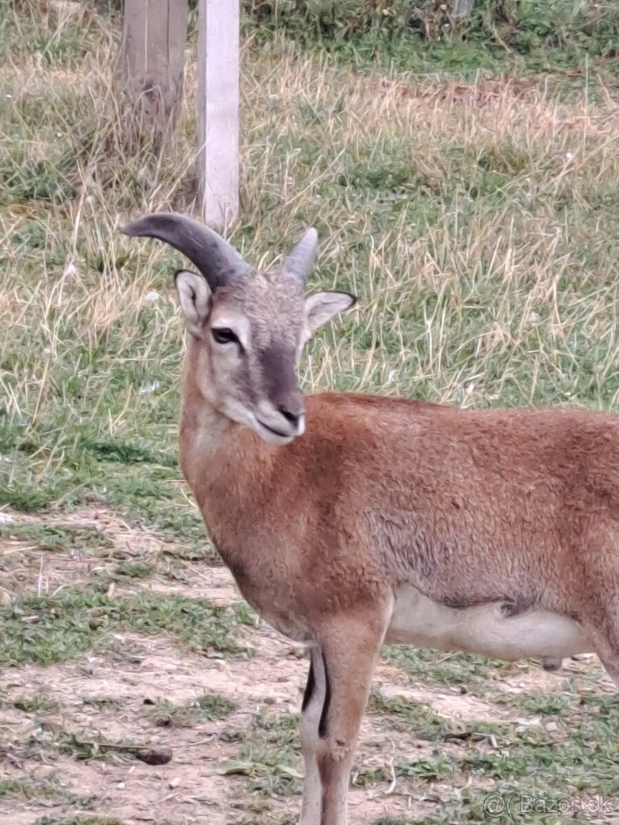 Muflon