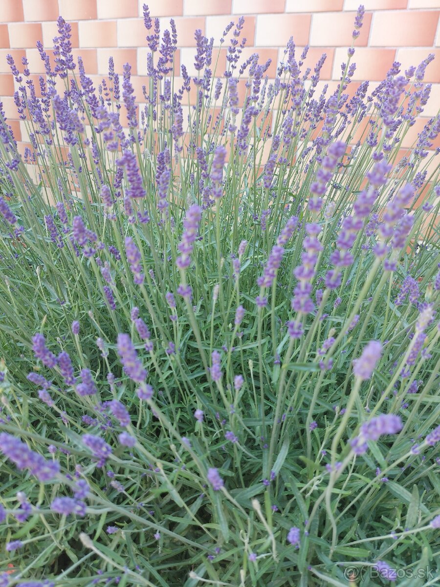 Levandule na predaj