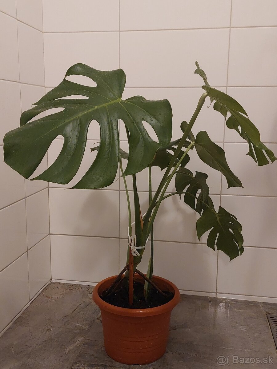 Monstera Deliciosa, izbová rastlina