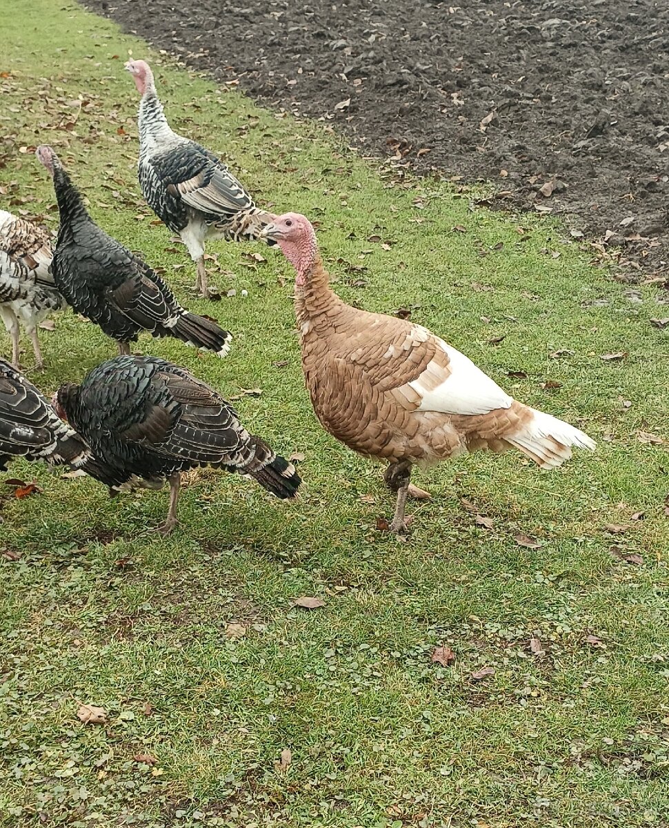 Kohút; morka bronzová