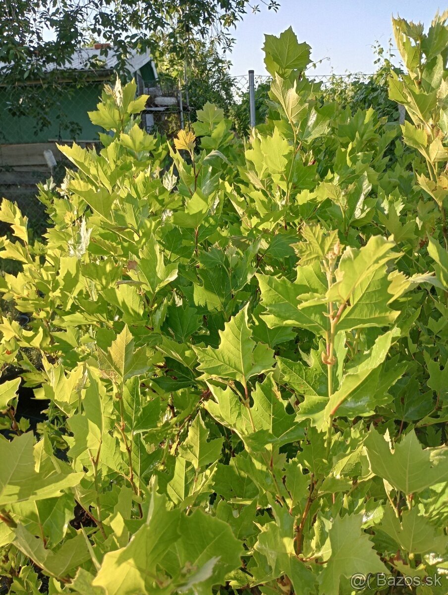 Platan javorolisty , dub cerveny