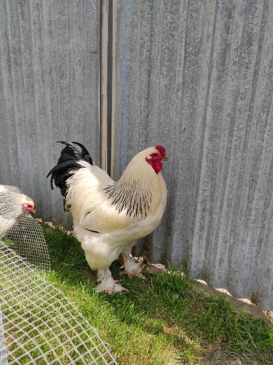 Brahmanka biela Columbia veľká forma